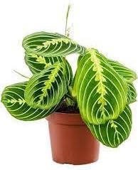 Calathea Maranta ‘Lemon Lime’ – 4” Live Prayer Plant – Vibrant Green Variegated Foliage – Pet-Friendly Indoor Houseplant (Heat Pack Included)