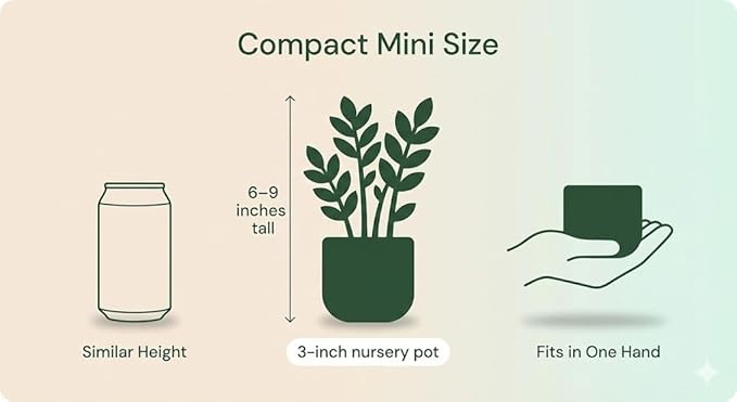 ZZ Plant 3/4/6/8" - Zamioculcas Zamiifolia Raven Plant- Indoor Easy Care House Plant - Live Plant (3" Pot)