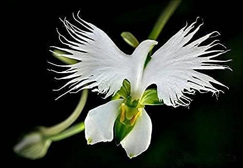 Orchid Love Orchid Fertilizer by GS Plant Foods - Liquid Fertilizer (1 Gallon) - Food and Nutrient Source Suitable for All Species and Types – Provides Nutritional Benefit to Orchids