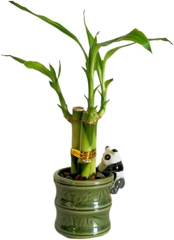 Coop & Harp Small Lucky Bamboo Live Indoor Plant with Ceramic Vase, Live Indoor Lucky Bamboo for Home, Office and Gift (2PK Panda)