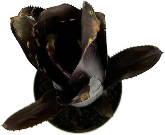 ragnaroc Live Plants – Bromeliad Billbergia Darth Vader, 8-12" in 4" Pot - 1ct - Live Arrival Guaranteed - House Plants for Home Decor & Gift