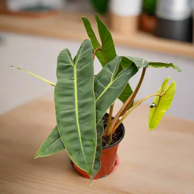 Variegated Philodendron Live Plant 4-8 Inches, Rare Indoor Houseplants for Container Growing (Billiataie Philodendron)