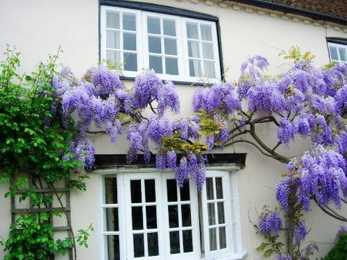 Blue Moon Wisteria Vine - Massive Foot Long Fragrant Flowers - Attract Hummingbirds - 2 - Year Plant by - Japanese Maples and Evergreens®