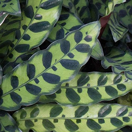 Rattlesnake Calathea - Live Plant in a 6 Inch Pot - Calathea Lancifolia - Beautiful Easy to Grow Air Purifying Indoor Plant