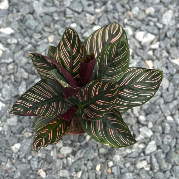 Calathea Ornata Live Plant in 4" Pot - Live Plants Pet Safe Air Purifying Indoor Houseplants Flowers for Home Office Wedding Decor & Birthday Gift (Heat Pack Included)