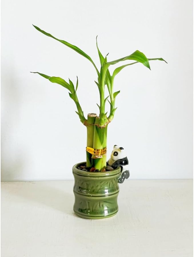 Coop & Harp Small Lucky Bamboo Live Indoor Plant with Ceramic Vase, Live Indoor Lucky Bamboo for Home, Office and Gift (Panda)