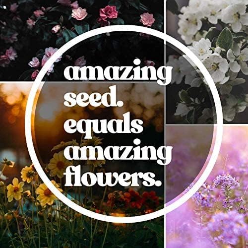 Northeastern Wildflower Seeds Bulk β 1/4 lb, 160,000+ Seeds β Native Northeast Wildflower Mix β Annual & Perennial Flower Seed for Planting β Pollinator-Friendly Garden Mix