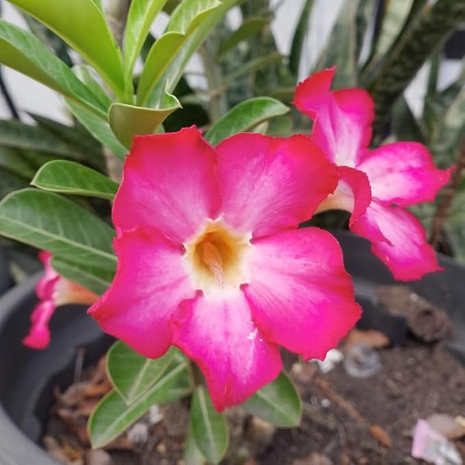 Pink Desert Rose Plant Live, Adenium Desert Rose Flowers, Perennial Flowers Succulent Plant, Vibrant Bloom, 4 to 7 Inch Tall, Well Rooted
