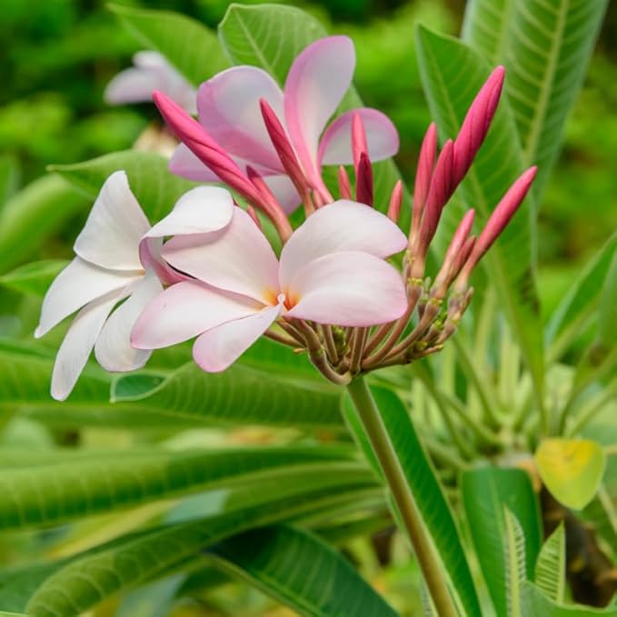 White Pink Plumeria Plant Cutting, 6 to 10 Inch Tropical Fragrant Plumeria Frangipani Plant Cuttings for Planting, Unrooted