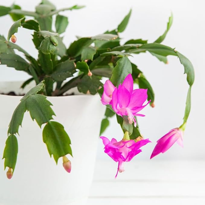 Dark Pink Christmas Cactus Plants Live in 4 Inch Pot, Perennial Christmas Thanksgiving Cactus Plants Potted, Vibrant Flower Holiday Houseplant Indoors Outdoors