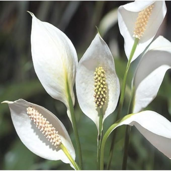Set 2 Variegated Peace Lily Plants Indoor Live Plant, White Lily Flower Plant Live for Houseplant, 4 to 8 Inc Lily Plant for Indoor Outdoor Planting