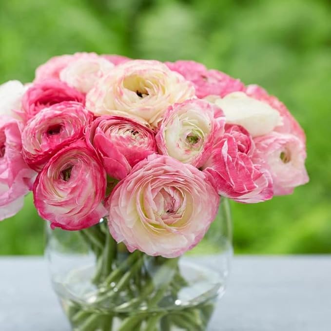 Aviv Pink Ranunculus Flowers Bulbs for Spring Planting, Perennial Flower Bulbs, Early Spring Flower to Plant Outside, Colorful Blooms Groundcover Bulbs, Top Size