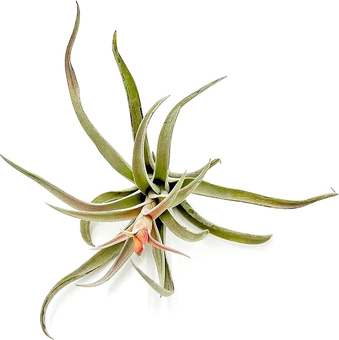 ragnaroc Air Plants - Flowering Tillandsia Harrisii, Large 3-5" - 5ct - Live Arrival Guaranteed - House Plants for Home Decor & Gift
