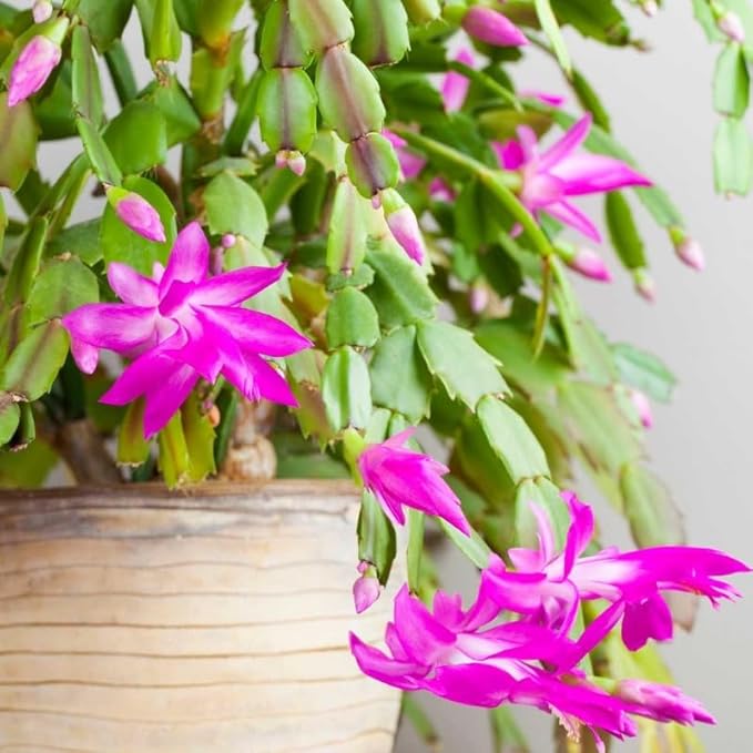 Pink Purple Christmas Cactus Plants Live in 4 Inch Pot, Perennial Christmas Thanksgiving Cactus Plants Potted, Vibrant Flower Holiday Houseplant Indoors Outdoors