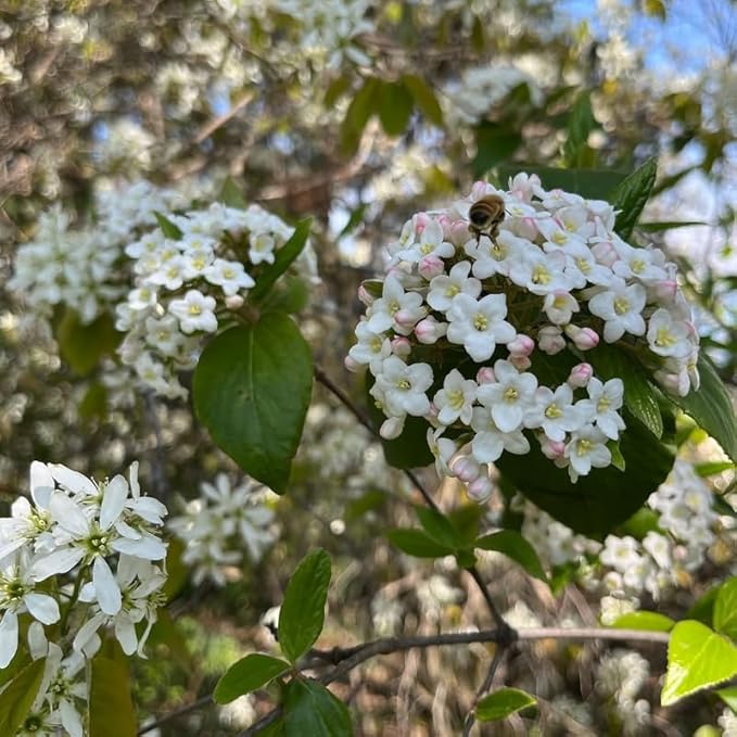 White Viburnum Tree Live Plant Shrub in Pot, Fragrant Flower, Dormant in Winter, 6-12" in Tall, Bare Root to CA, Bush Shrub Spring Blooms