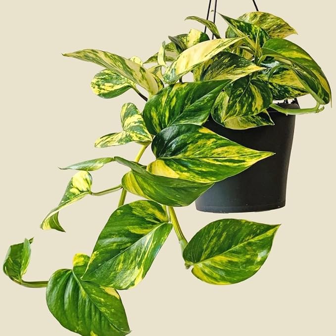 Live Pothos Plant, Pothos Live Plant from 5 to 7 Inc Tall, Houseplant Plant Gardening, 4 Inc Pot (Golden)