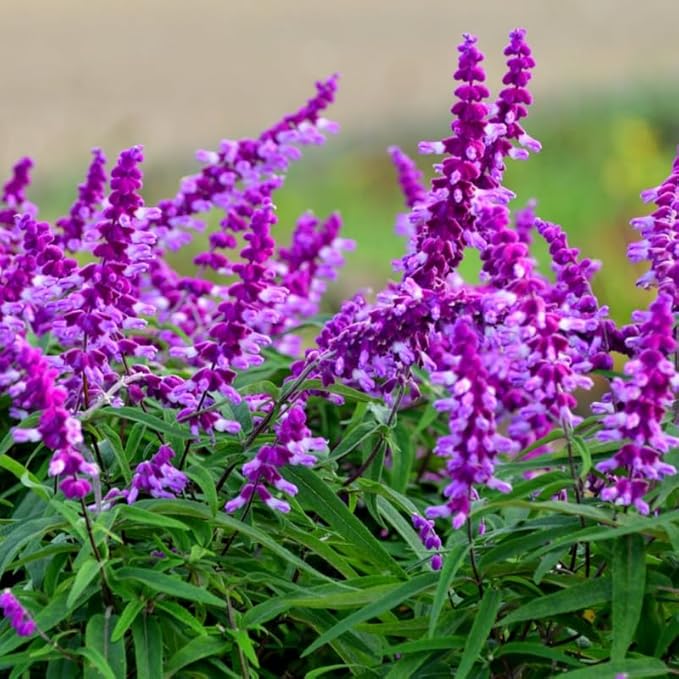 2 Vibrant Sage Salvia Live Plants, Fragrant Perennial Sage Plants Live for Spring Planting, Summer Planting, 5 to 10 Inches in Tall, (Mexican)