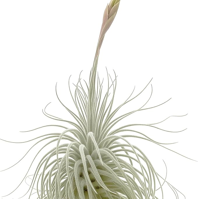 ragnaroc Live air Plant - Tillandsia Tectorum Air Plant 4-6" – 3ct – Unique Shape with Silvery Fuzz – Low Maintenance Houseplant – Perfect for Decor, Terrariums, Gifts - Live Arrival Guaranteed