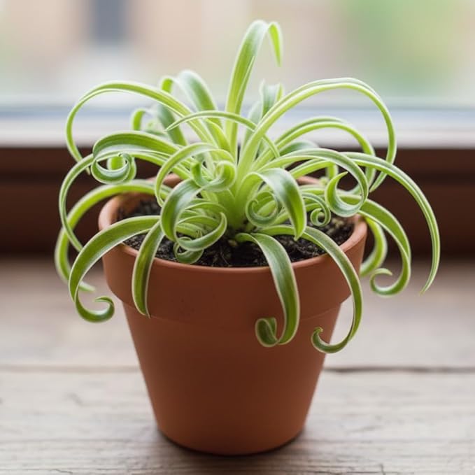Curly Spider Plant Live in 4 Inch Pot, Air Purifying Houseplant, Tropical Plants for Home Office Decor, 4-7 Inch Tall, Variegated Curly Spider