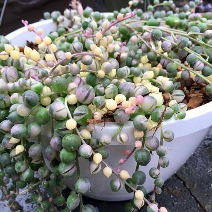 Variegated String of Pearls Live Plant, in Pot, Trailing Succulent Plant, Hanging Vine Live Indoor Houseplant