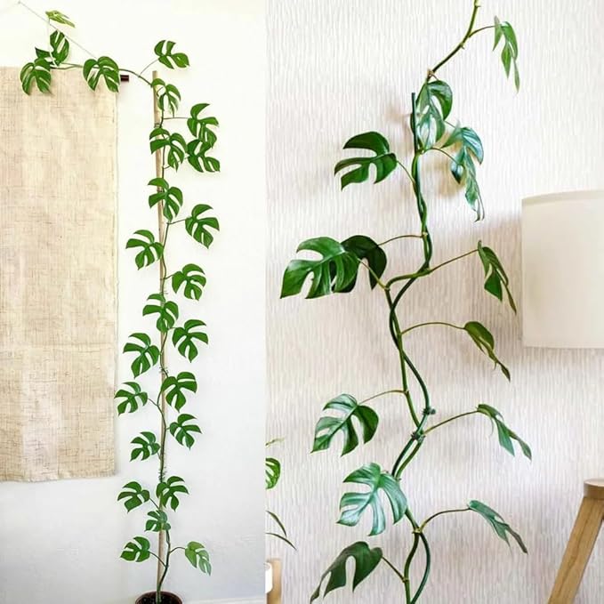 2 Rare Philodendron Live Plants Varieties Collection, Philodendrons Plants Size 5-9 Inc for Indoor Houseplant Décor, Ornamental Tropical Well-Rooted (Mini Monstera)