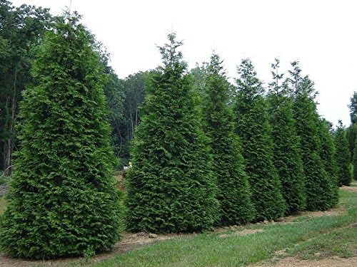 Thuja Green Giant Arborvitae Live Plant in a #3Pot