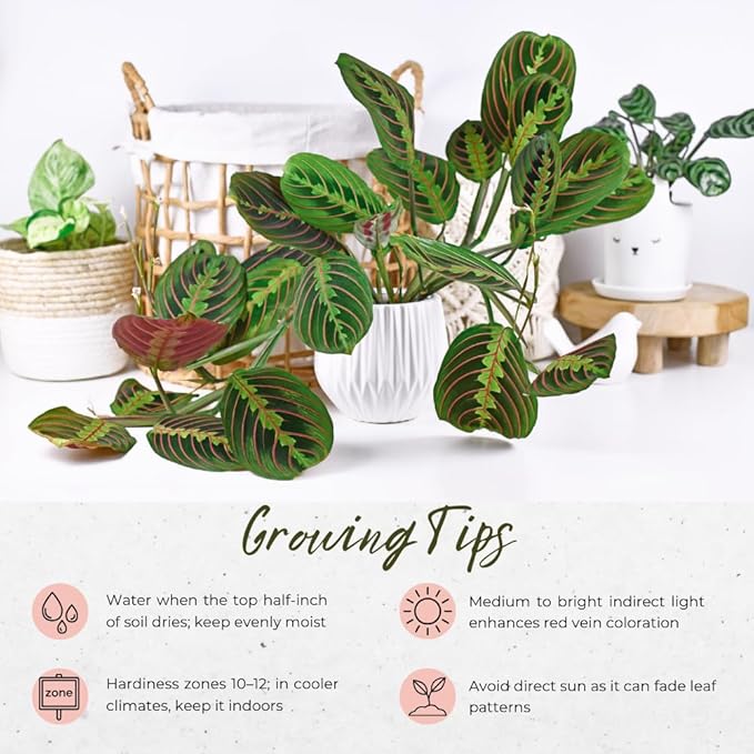 Red Prayer Plant in 4 Inches Pot, Red Maranta Starter Plant, Easy Care, Houseplant for Office, Living Room Decoration