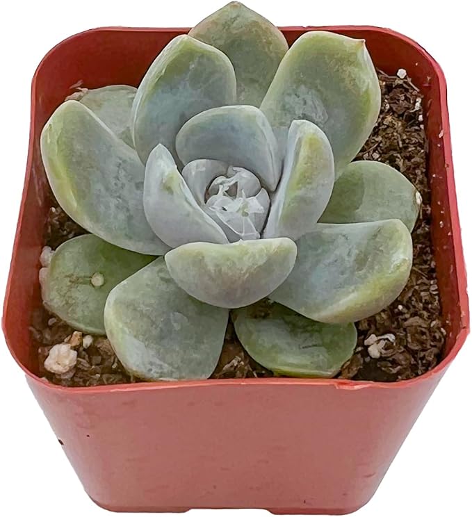 2" Live Succulent Plants Echeveria 'Snow Bunny', Mini Potted Succulents, Easy Care Indoor Houseplant, Unique Gifts, Home Office Décor