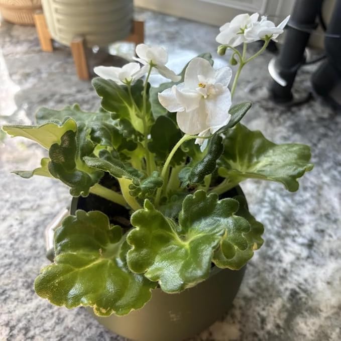 African Violets Live Plants, 4 Inches Pot, African Violet Plant, Easy Care Houseplant for Home and Office Decoration, Random Color