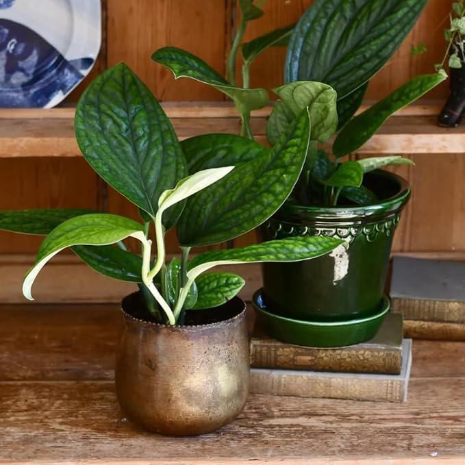 2 Rare Philodendron Live Plants Varieties Collection, Philodendrons Plants Size 5-9 Inc for Indoor Houseplant Décor, Ornamental Tropical Well-Rooted (Monstera Dark Green)