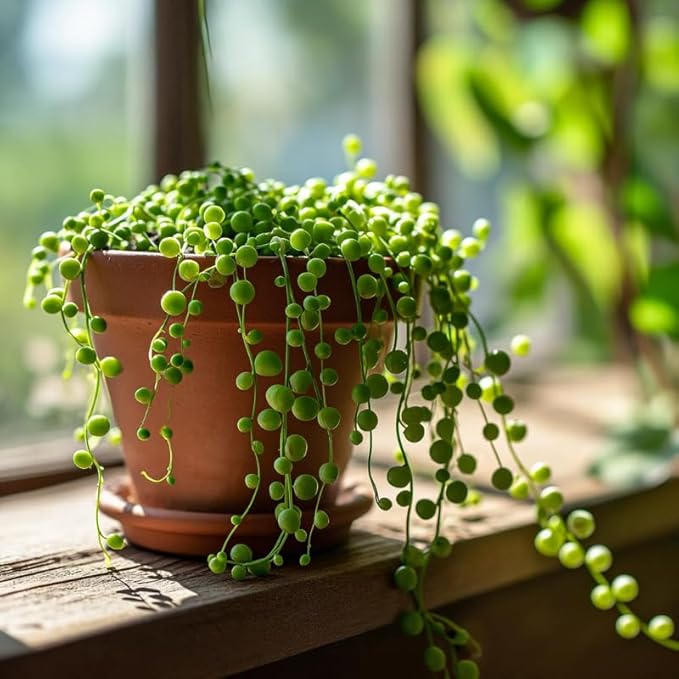 String of Pearls Live Plant, in Pot, Trailing Succulent Plant, Hanging Vine Live Indoor Houseplant