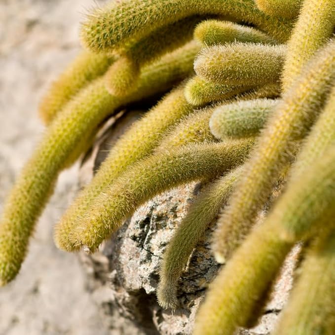 Monkey Tail Cactus Live Plant, 2 Inch Pot, Monkey Tail Cactus Succulent Plants Live Potted