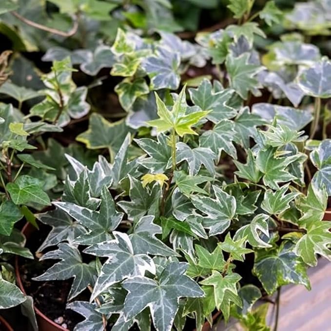 Live English Ivy Plant, Live Indoor Houseplant 4 Inch Pot, Hardy Groundcover, Trailing, Climbing Plants - Variegated White Ivy