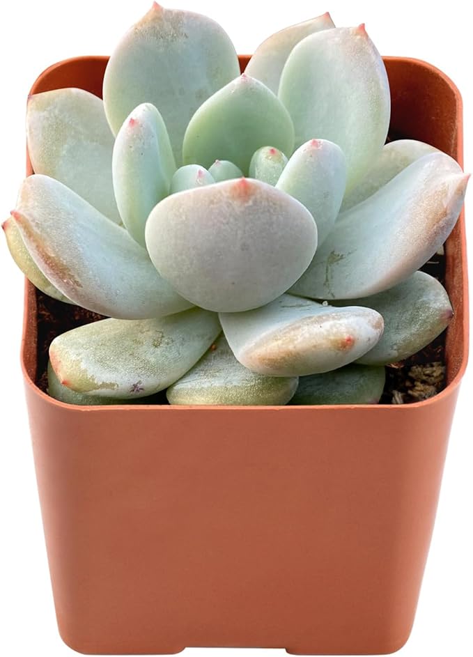 2" Live Succulent Plants Echeveria 'Snow Angel', Mini Potted Succulents, Easy Care Indoor Houseplant, Unique Gifts, Home Office Décor