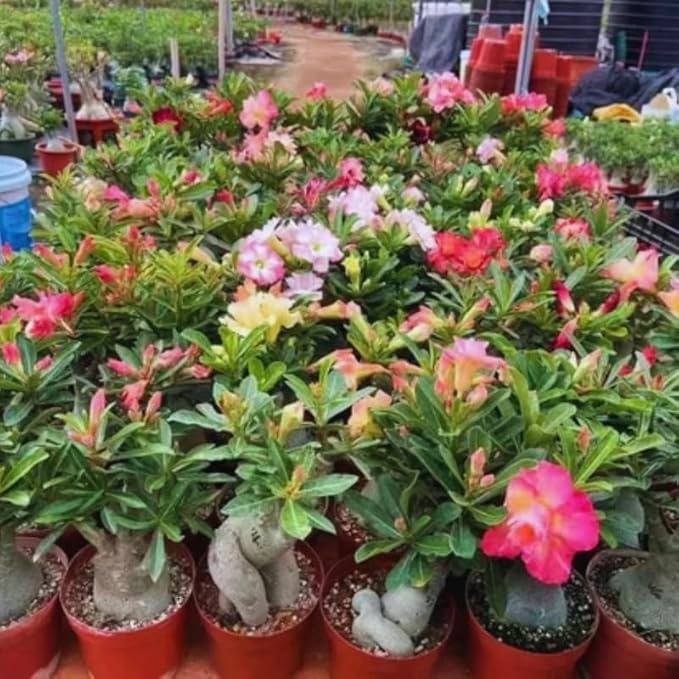 Red Desert Rose Plant Live, Adenium Desert Rose Plant Live, 4 to 7 Inches Tall, Flowering Succulent Plant