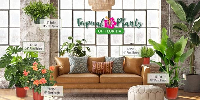 Live Boston Fern Hanging Basket Plant (10" Hanging Basket) - Overall Spread 25" to 30" - Tropical Plants of Florida