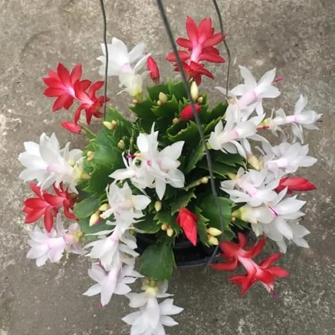 Mix Red and White Christmas Cactus, Holiday Cactus, Live Flowering Succulent Plant, 6 Inch Pot for Indoor or Outdoor Growing