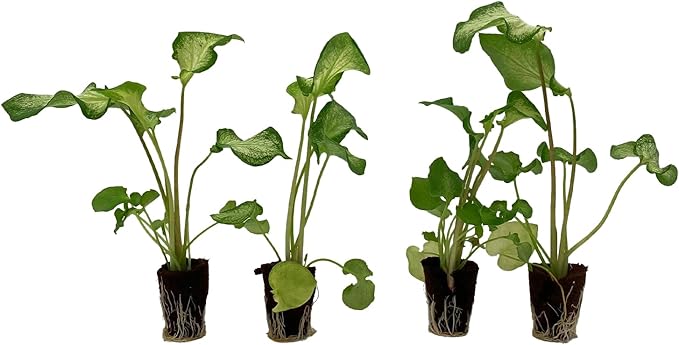 ragnaroc Caladium ‘White Butterfly’ (Caladium Bicolor) 2ct – Live Plant for Indoor Outdoor Use, Garden & Landscaping – Live Arrival Guaranteed