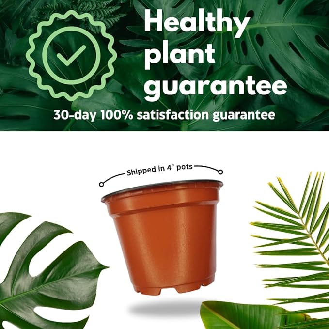 BubbleBlooms Aloe Assortment 4 inch Pots Set of 3