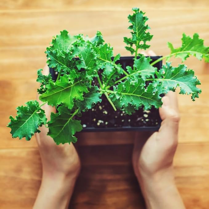 Kale Plant, 4 Inch Pot, Vegetable Kale Plants Potted