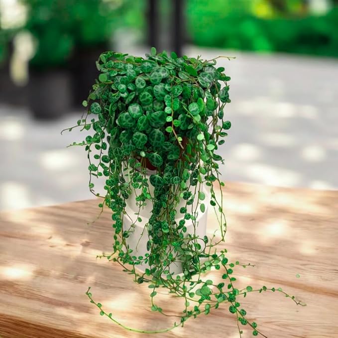 String of Turtles Live Plants, Easy Indoor Trailing Succulent in 3" Pot, Hanging Succulent Houseplant Indoor Outdoor Planting