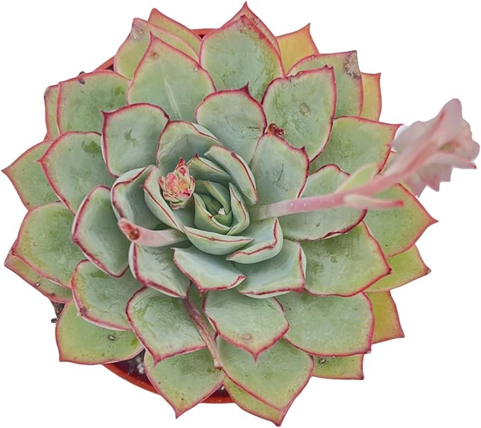 Live Succulent Plants Echeveria Moon GAD Varnish, Easy Care Potted Succulents in 4" Pots, Indoor Houseplant, Unique Gifts, Home Office Décor