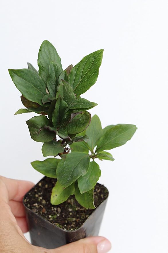 MyShelfie Purple Honeysuckle Vine Plant Fragrant Purple Flower (Lonicera Japonica Purpurea), Live Starter Plant with Purple Leaves, 2-Inch Pot