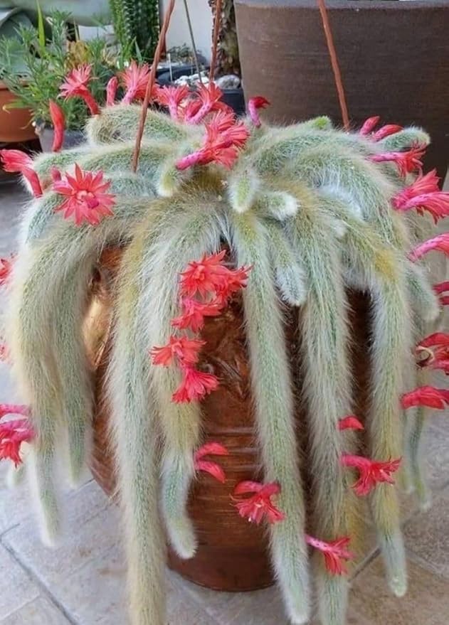 Monkey Tail Cactus Plant, Trailing Cactus Succulent Well Rooted 6-8 Inch Tall, Ornamental Houseplant for Hanging Basket