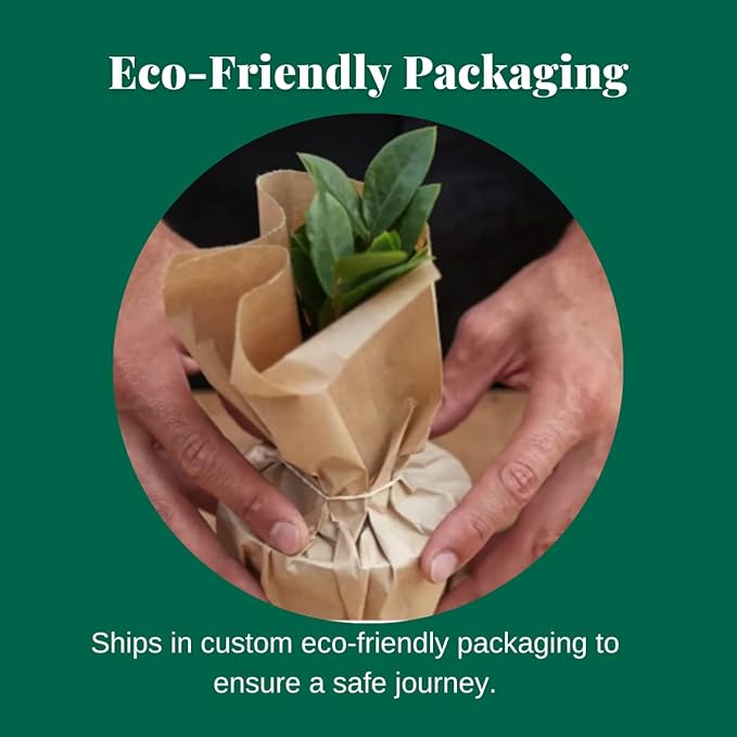 House Plant Shop | Monstera Plant | Live Indoor Plant | Easy to Care | Natural Décor Plant | Great Gifts| Free Care Guide (Dubia, 4")