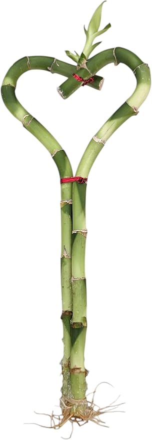 Live Heart Shaped Lucky Bamboo Plant, 8 Inch Indoor Decorative Stalk