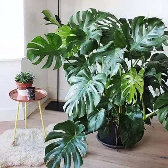 Live Monstera Deliciosa Plant, Swiss Cheese Philodendron House Plants, 4 Inch Pot for Planting