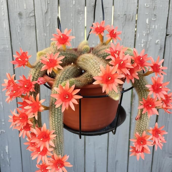 Live Monkey Tail Cactus Plant, Trailing Cactus Succulent, 6-8 Inches Tall, Ready for Growing