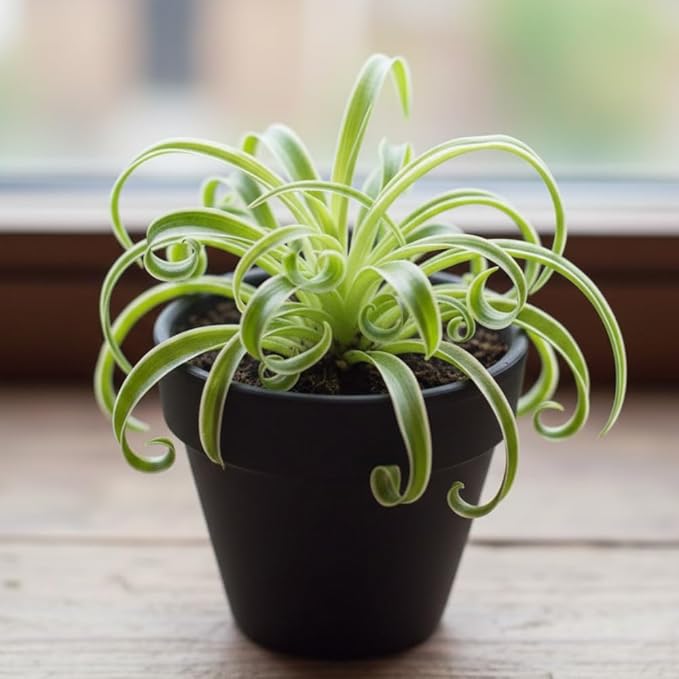 Curly Spider Plant Live 4 Inch Pot, Variegated Curly Leaves, Low Maintenance, Houseplant, Air Purifying