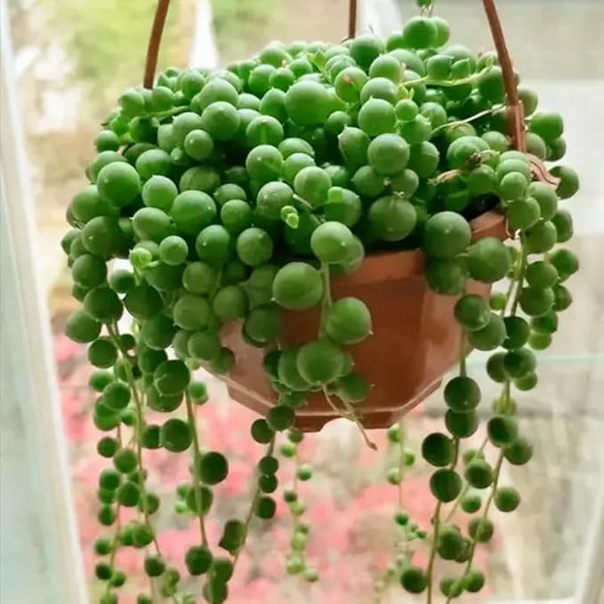 String of Pearls Plant Live, Succulent Trailing Vine, Indoor Houseplant Live in Pot